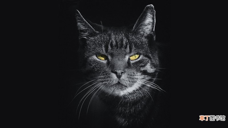 梦到猫死了