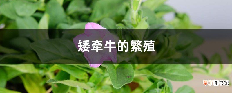 矮牵牛的繁殖