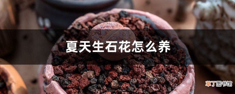 夏天生石花怎么养