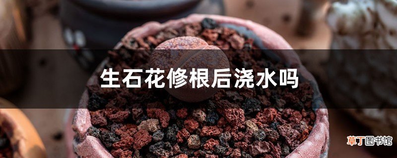生石花修根后浇水吗