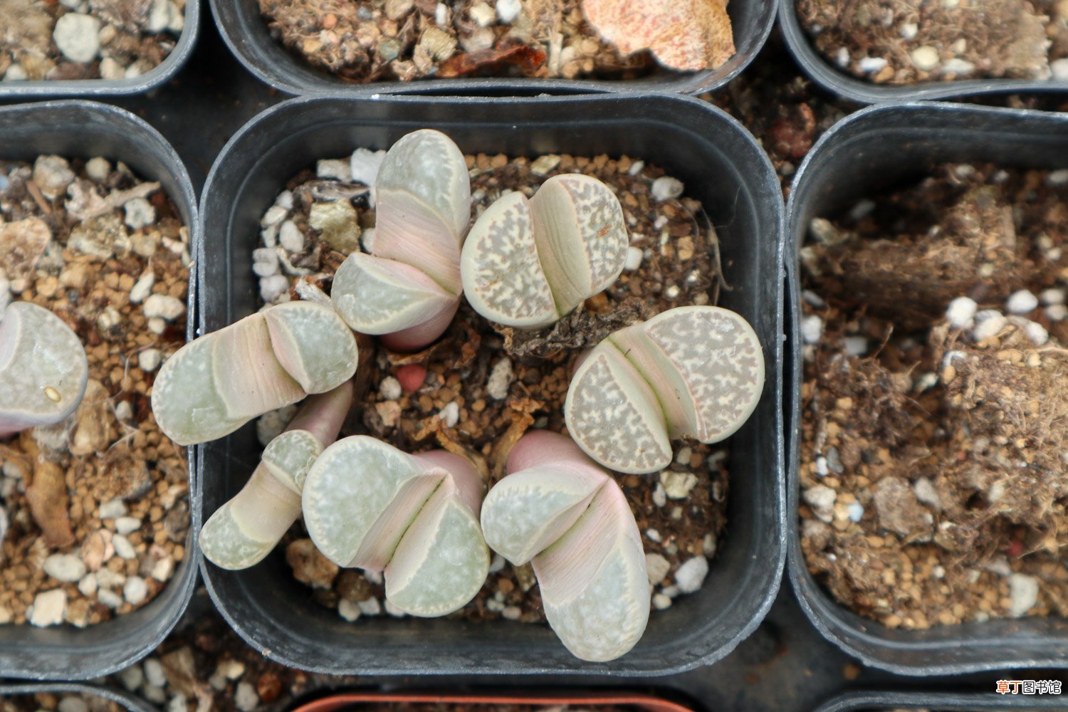 生石花怎么分株