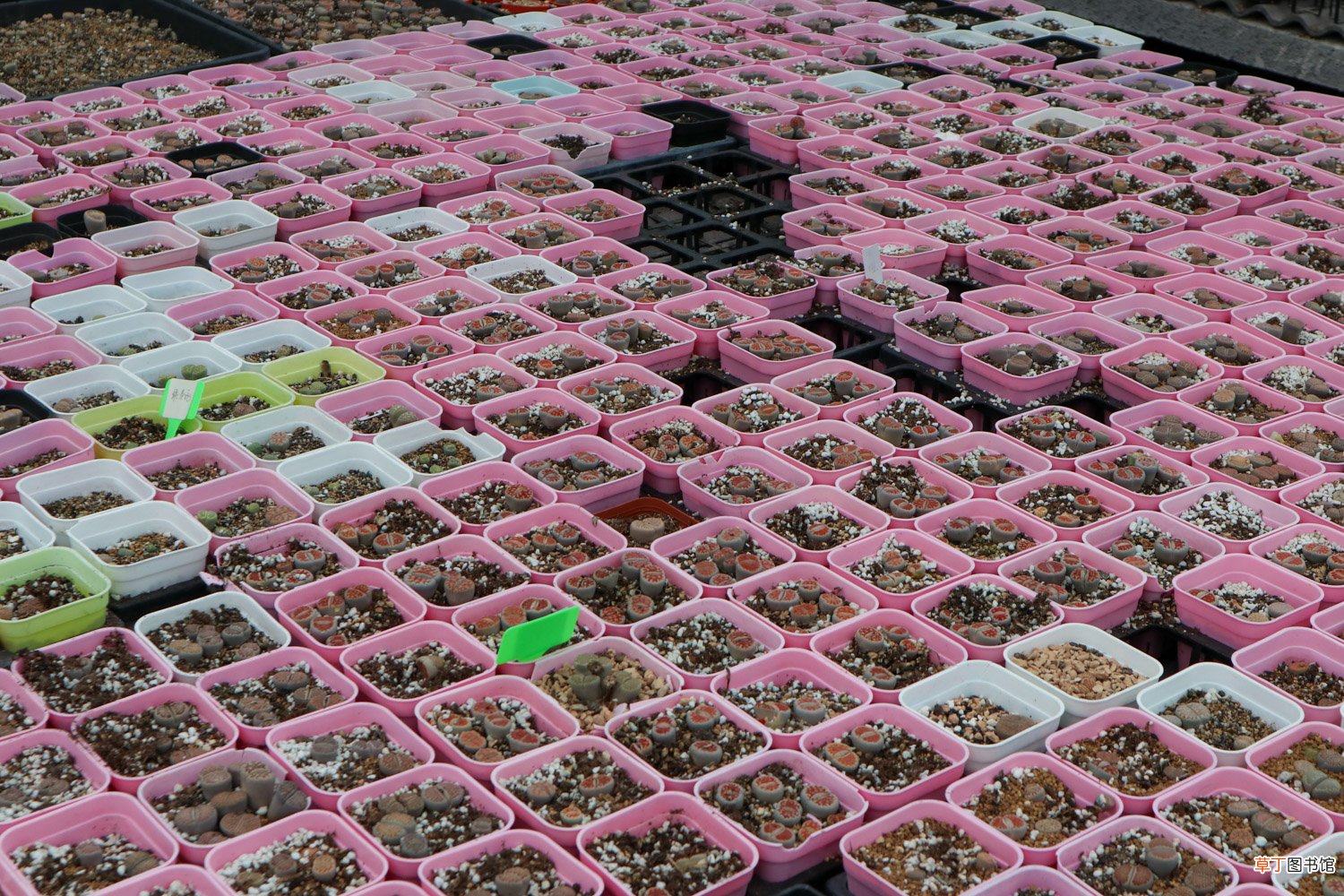 生石花怎么分株