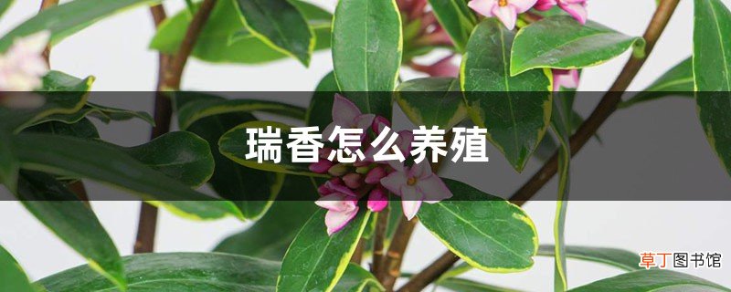 瑞香怎么养殖