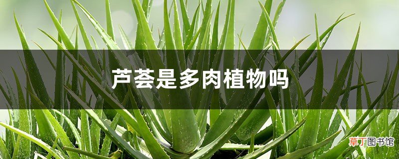 芦荟是多肉植物吗