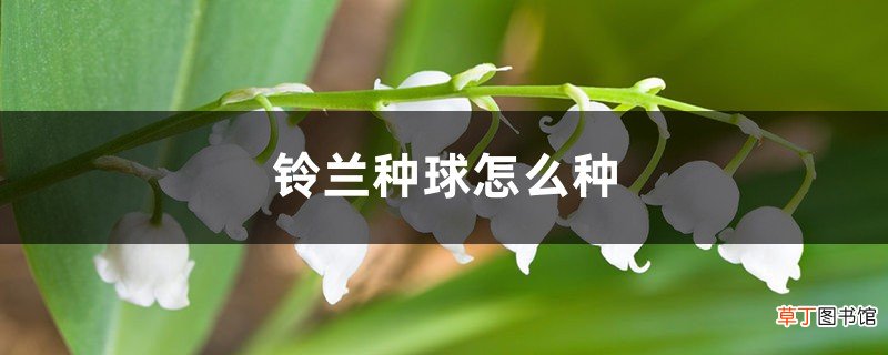 铃兰种球怎么种