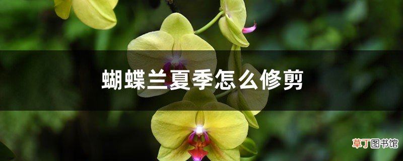 蝴蝶兰夏季怎么修剪