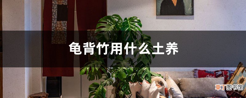 龟背竹用什么土养