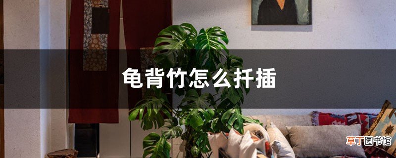 龟背竹怎么扦插