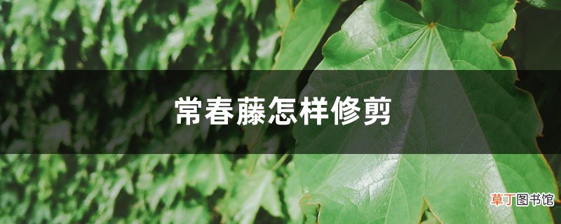 常春藤怎样修剪