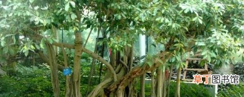 榕树是属于哪类植物 榕树的属性
