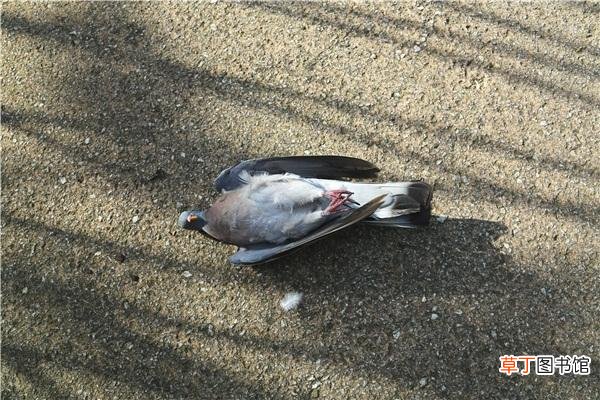 梦见鸽子死了是什么意思