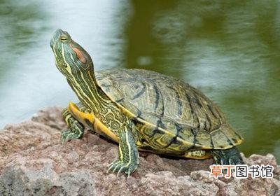 梦见放生乌龟是什么意思