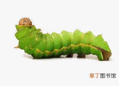 梦见肚子里有虫子是什么意思