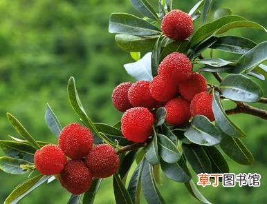 梦见水果树什么意思