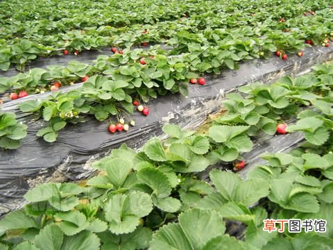 梦见草莓地是什么意思