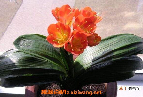 君子兰怎么养殖 君子兰的养殖方法和注意事项