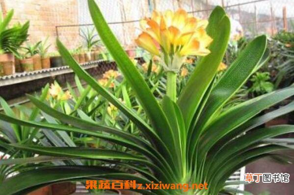 君子兰怎么养殖 君子兰的养殖方法和注意事项