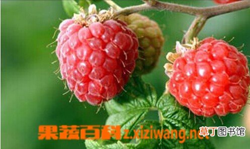 覆盆子图片 覆盆子的功效与作用