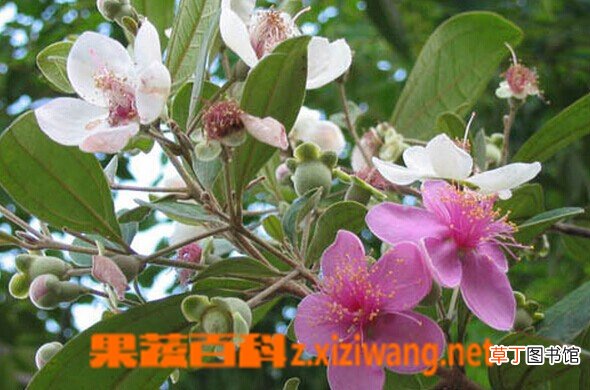 桃金娘的功效与作用