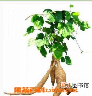 葛根的作用和功效