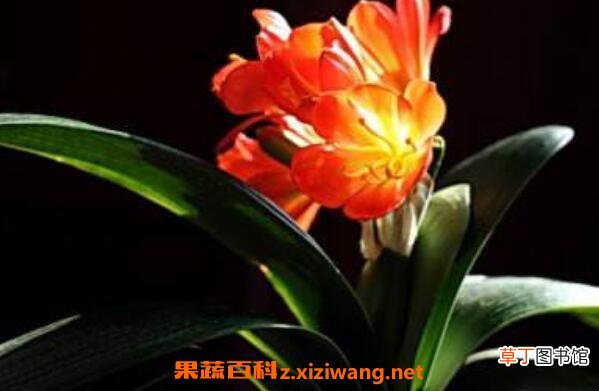 君子兰怎么繁殖 君子兰的繁殖方法技巧