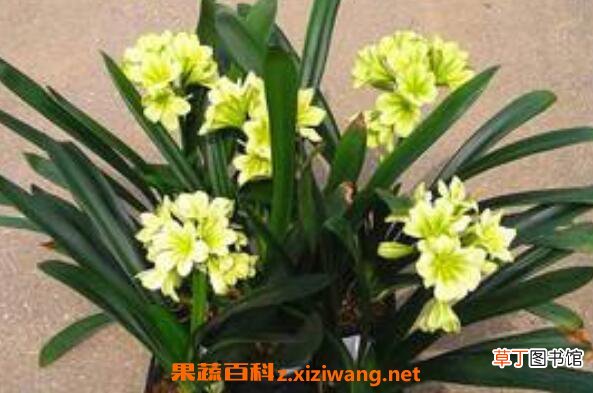 君子兰怎么繁殖 君子兰的繁殖方法技巧