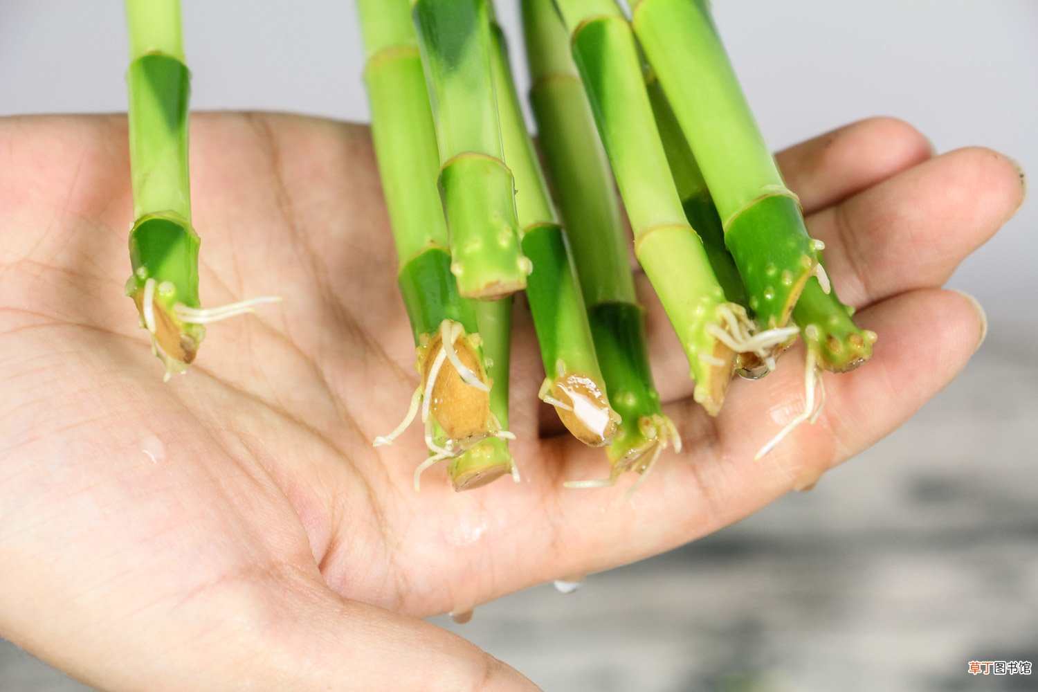 李大哥养富贵竹从来不买营养液，就用这2种水，枝条窜的拦不住！