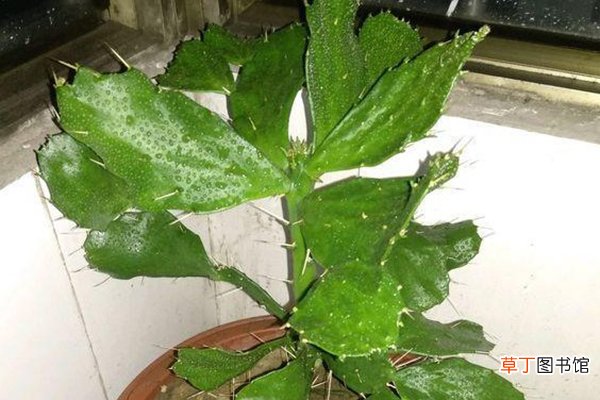 秋天来了，用啥浇花都不如“它”，养啥旺啥，花开的挡不住