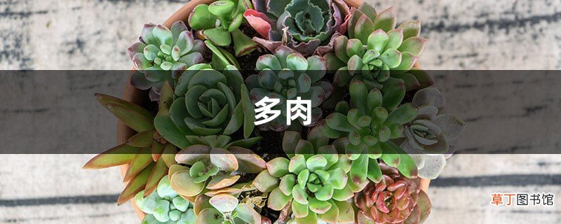 多肉这么晒太阳，叶子圆润有光泽，爆盆也不难！