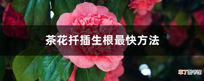茶花扦插生根最快方法