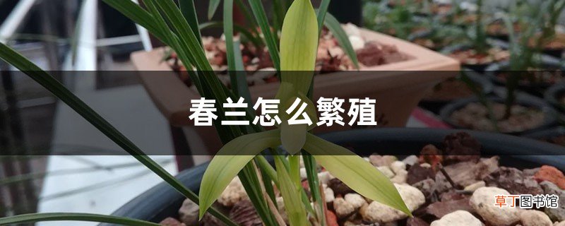 春兰怎么繁殖