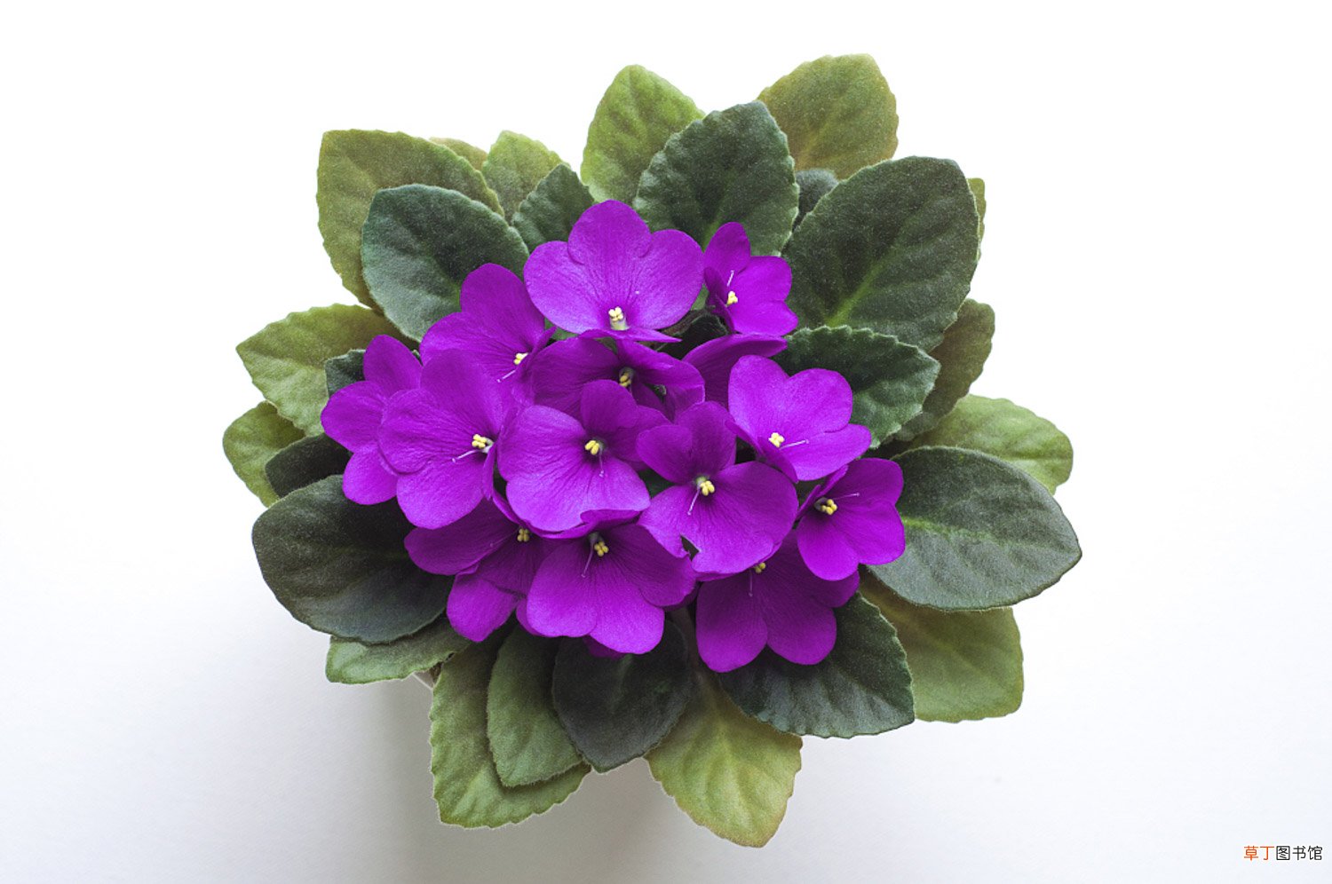 报春花怎么养