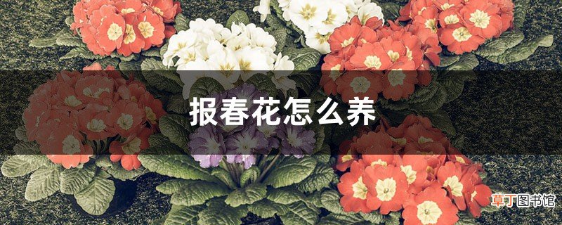 报春花怎么养