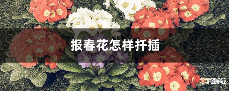 报春花怎样扦插