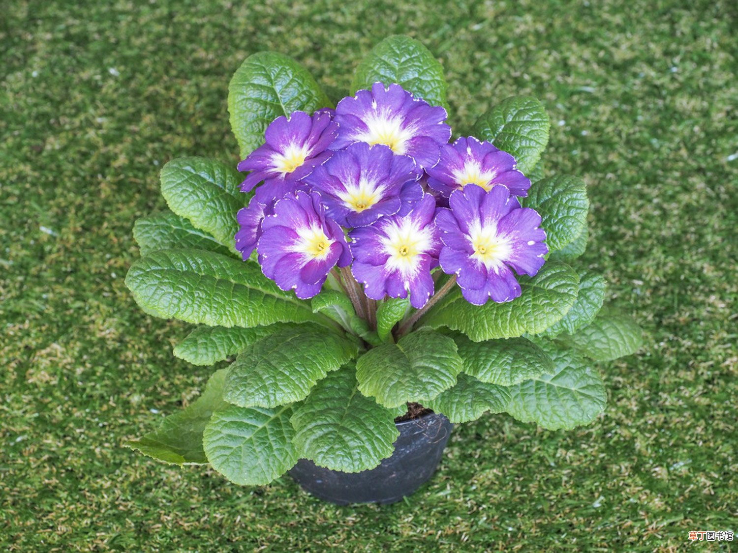 报春花怎么种