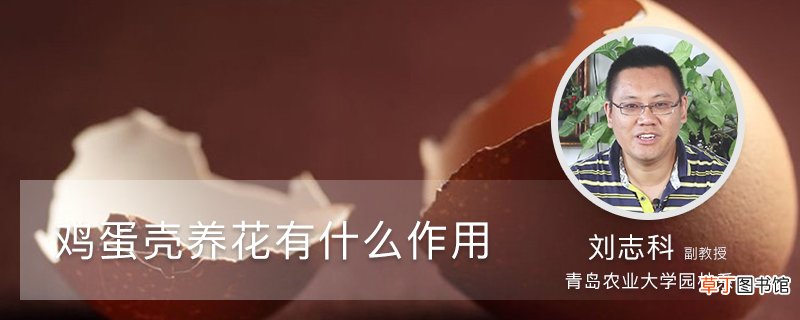 鸡蛋壳养花有什么作用