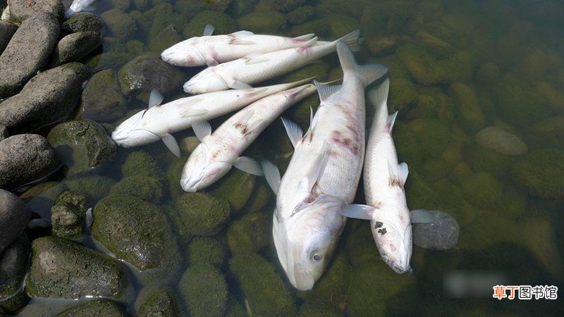 梦见死鱼复活是什么征兆