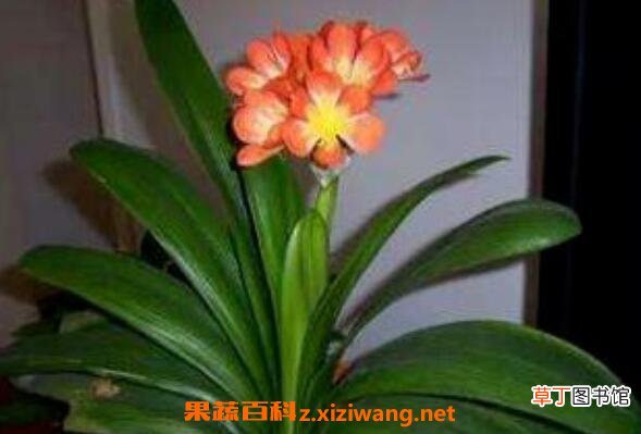 君子兰种子怎么种 君子兰种子种植方法技巧