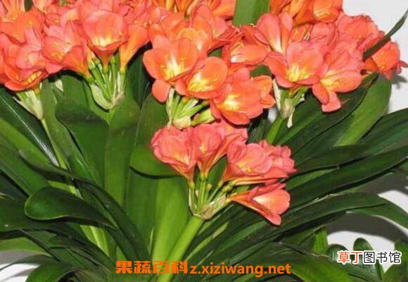君子兰种子怎么种 君子兰种子种植方法技巧