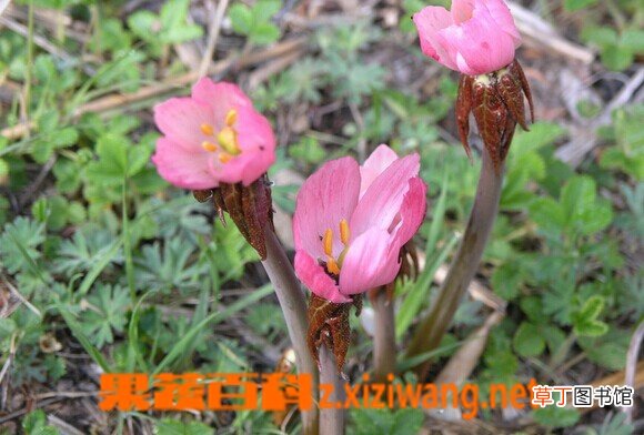桃儿七的功效与作用