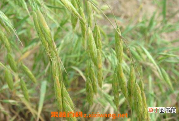 雀麦与野燕麦的区别