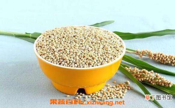 高粱的功效与作用 高粱的禁忌