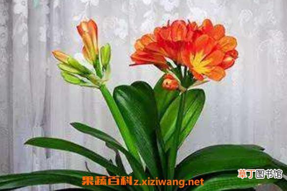 君子兰怎么种植 君子兰种子种植方法