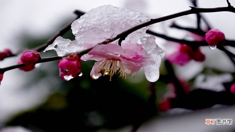 梦见梅花是什么征兆