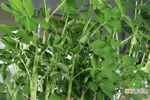 花生插水里，比绿萝还好看，1棵结果50个！