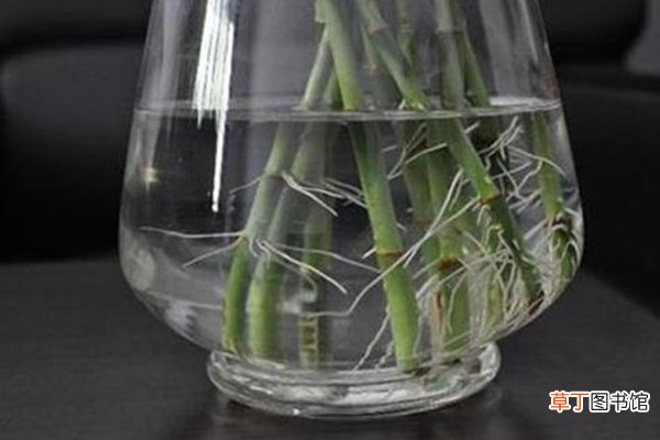 扦插总怕“生根”难？有了这“5种”好物，7天就生根