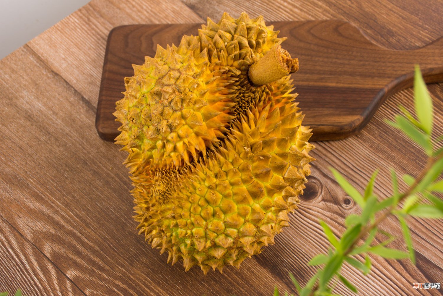 给花吃点榴莲皮，1根枝冒40朵花，越臭越好用！