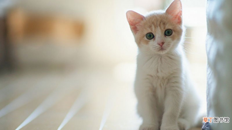 做梦梦到猫和我亲近是什么意思