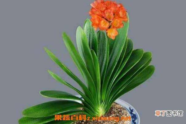 君子兰怎么浇水 君子兰换盆注意事项
