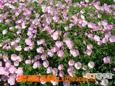 月见草的功效与作用